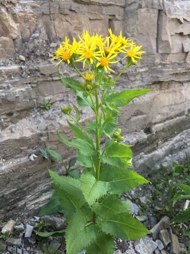 Arrowleaf Senecio Bonsai