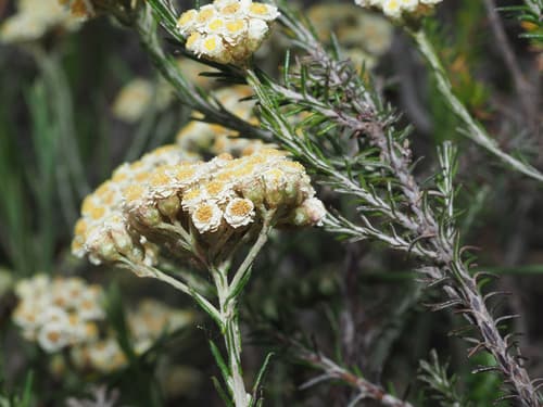 Needle Everlasting