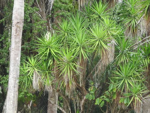 Spineless Yucca Bonsai