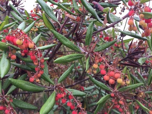 Summer Holly