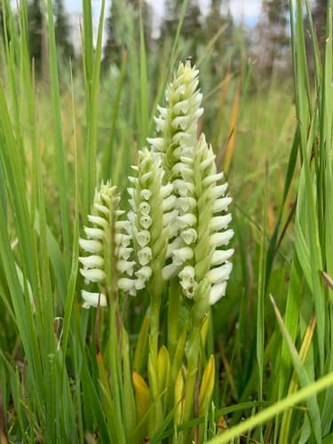 Hooded Ladies' Tresses