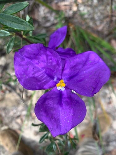 Silky Purple Flag