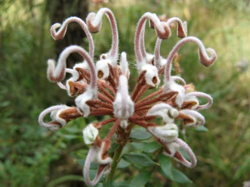 Grey Spider Flower
