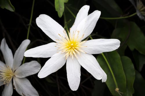 Puawhānanga