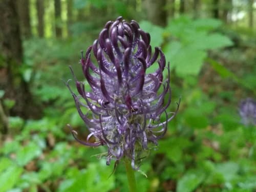 Black Rampion