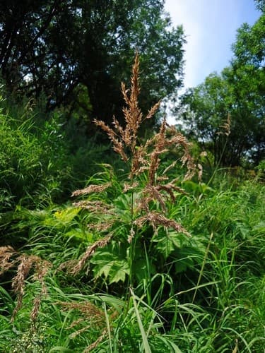 Scandinavian Small-reed