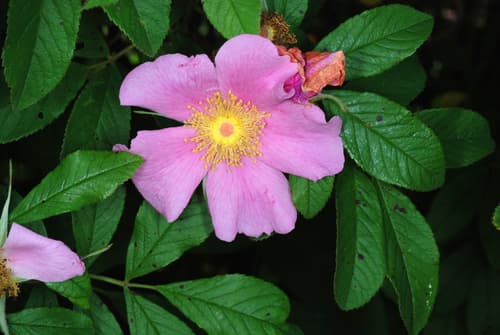 Swamp Rose Bonsai