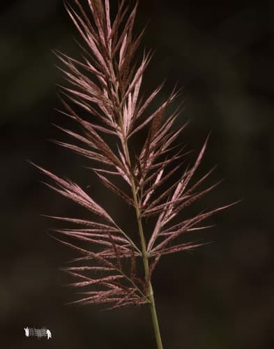 Sugarcane Plumegrass