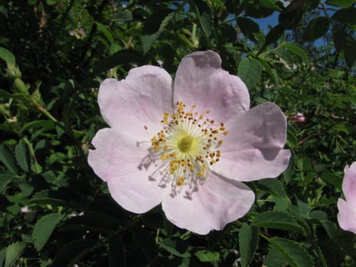 Smooth Rose Bonsai