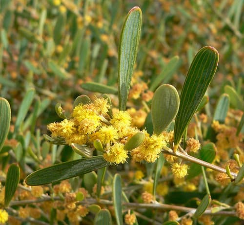 Vanilla-scented Wattle Bonsai