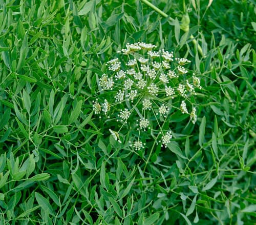 Laserwort
