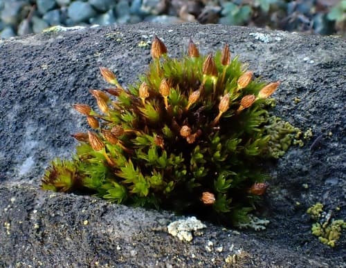Anomalous Bristle-moss