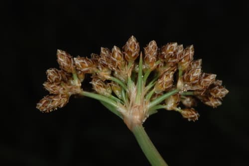 Hurricanegrass