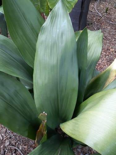 Cast-Iron Plant