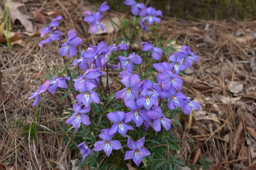Bird's Foot Violet
