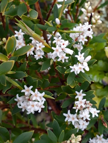 Coastal Beard-Heath