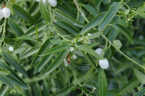 Pearlberry Bonsai
