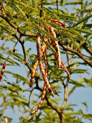 Smooth Mesquite Bonsai