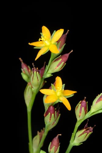 Canada St. John's Wort Bonsai