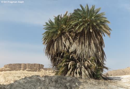 Date Palm