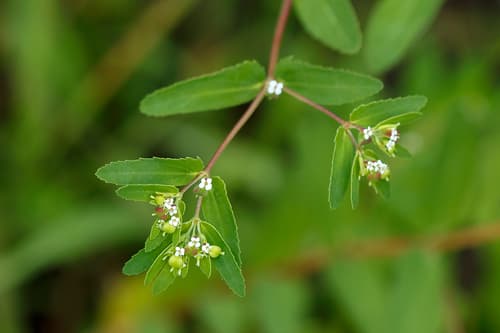 Nodding Spurge