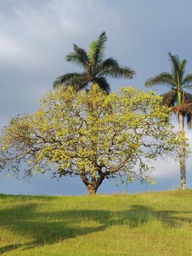 Jamaican Dogwood