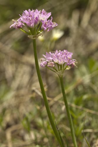 Drummond's Onion
