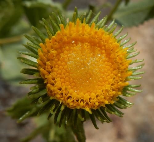 Curlytop Gumweed