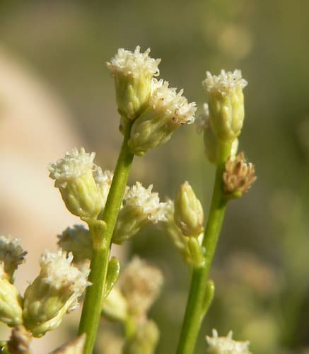 Desert Baccharis