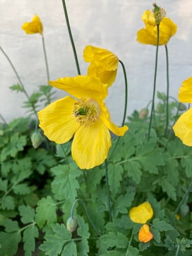 Welsh Poppy Bonsai