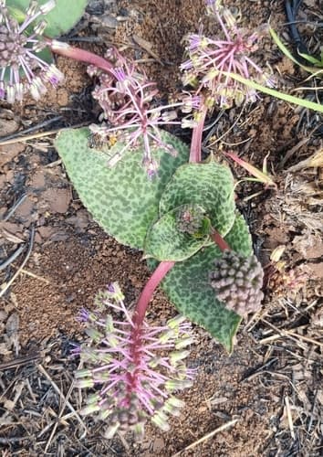 Flat-leaved African Hyacinth