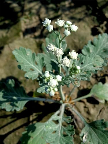Gray's feverfew