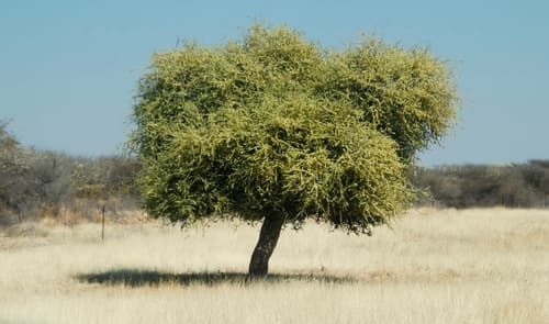Shepherds tree