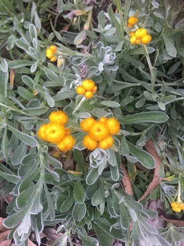 Common Everlasting