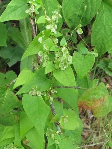 Copse-bindweed