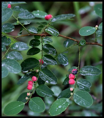 Coffee Bush