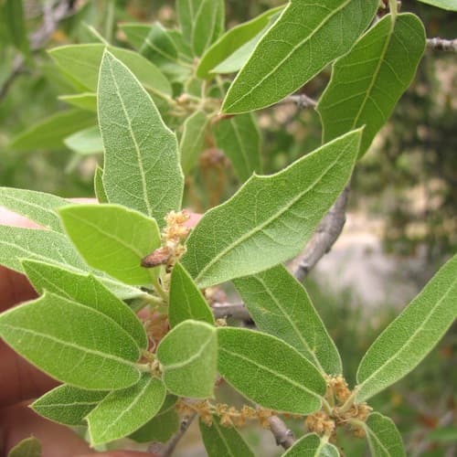 Emory oak