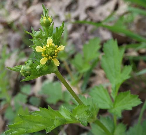 Spring Avens