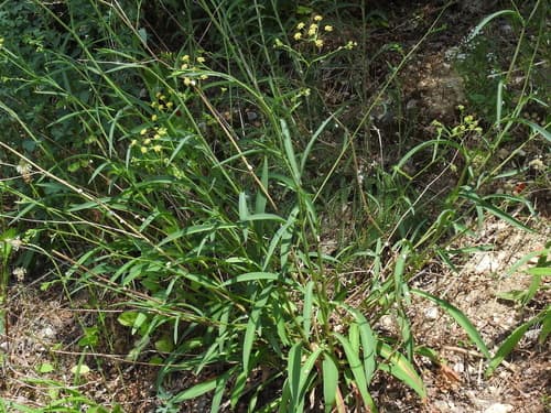 Sickle-leaved Hare's-ear