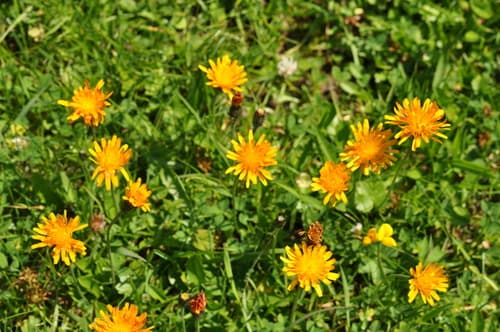 Golden Hawksbeard