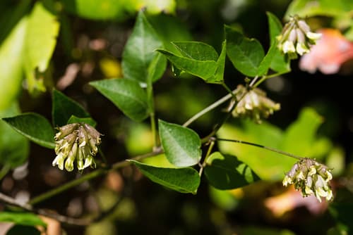 Forest Scurfpea