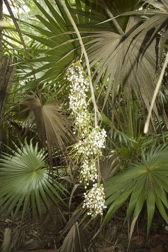 Florida Thatch Palm