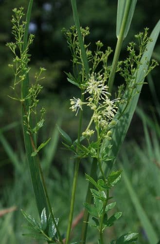 Common Meadow-rue