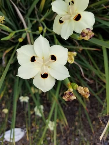 Yellow Fortnight Lily