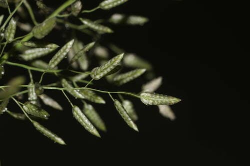 Stinkgrass