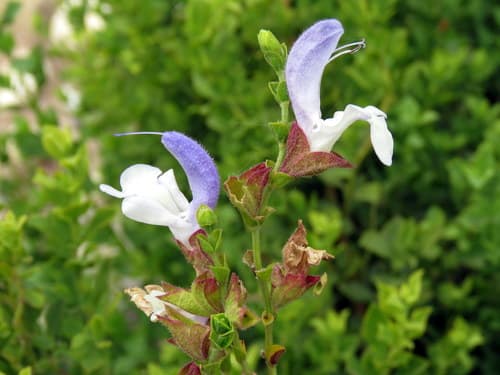 Rough blue sage