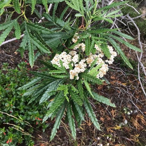 Ironwood Plant