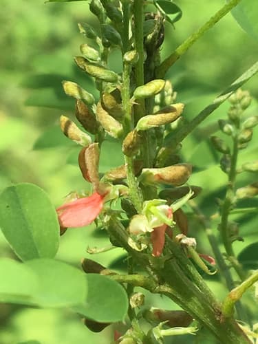 Shrubby Indigo