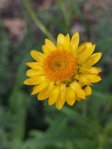Golden Everlasting