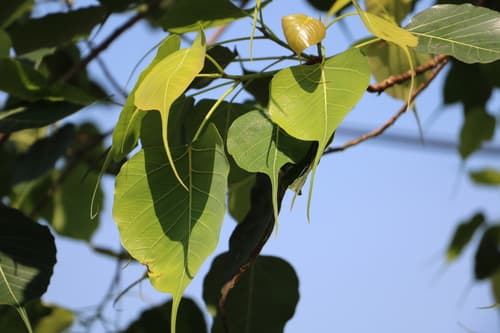 Sacred fig